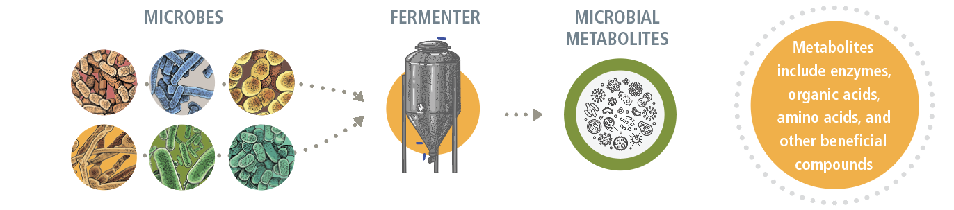 fermentation process-1